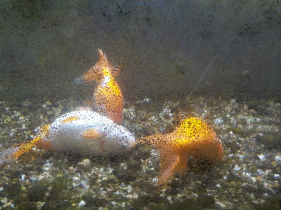 砂の上に横たわる金魚　goldfish lying on the sand
