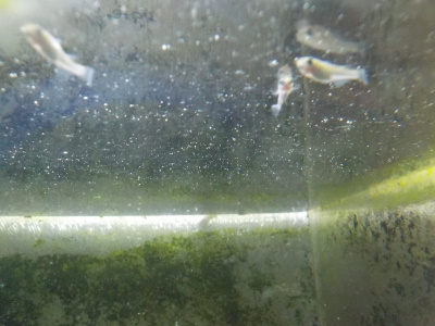 野生メダカを水槽に入れる　Put wild killifish in the tank