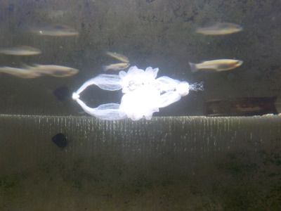 自作したミダカの産卵床。killifish spawning bed