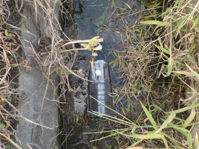 排水路でメダカ捕り。catch a killifish in drainage channel