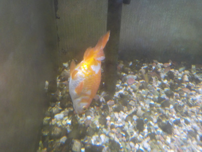 1匹になった金魚。goldfish die Carassius auratus