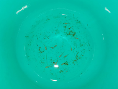 バケツの中の痩せたメダカ。skinny medaka