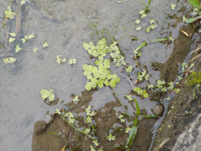 メダカ用に田んぼの草を採取しました。