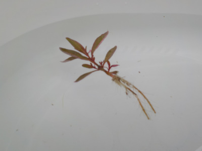 メダカ用に田んぼの草を採取しました。