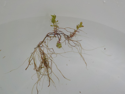 メダカ用に田んぼの草を採取しました。