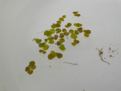 メダカ用に田んぼの草を採取しました。