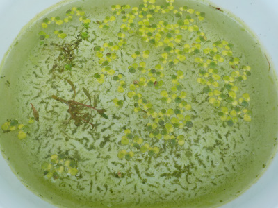 浮き草増殖中です。