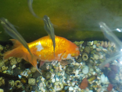 野生の水草を水槽に入れました。