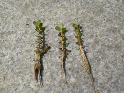 田んぼでまた水草を採取しました。