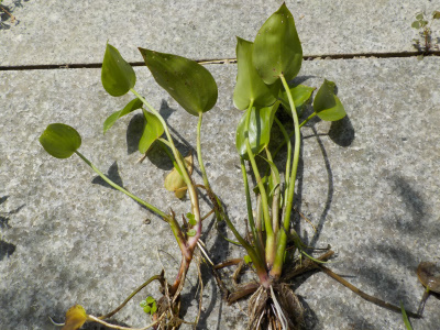 田んぼでまた水草を採取しました。