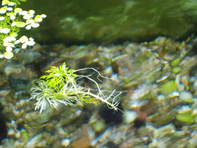 水槽に入れたつもりのない水草が浮いていました。