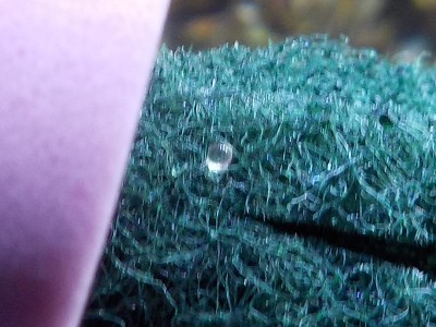 産卵床にメダカの卵がありました。