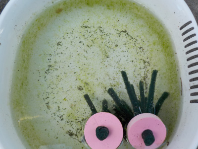 メダカの稚魚が5匹くらい泳いでいました。