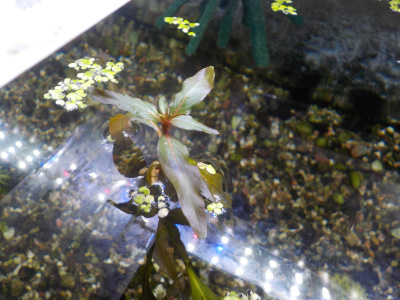 水槽に入れた水草か成長して水面から出ました。