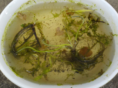 7月に田んぼで採取した水草は成長しませんでした。