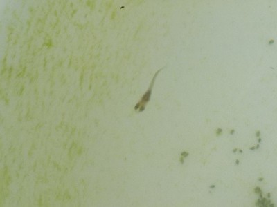 ちょっと大きくなった稚魚を別の桶に移動しました。