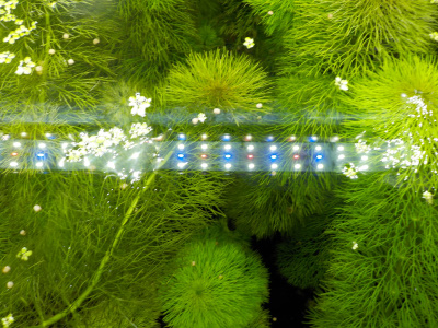 水槽の水草が増えています。