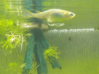 japan メスが卵を抱えていたので産卵床を入れました。 6月