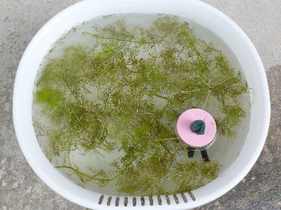 japan 稚魚の孵化用のタライを設置しました。 7月