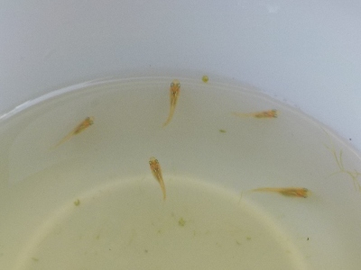 japan 稚魚を5匹水槽に引っ越しました。 8月