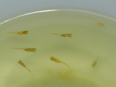 japan 台風が来るみたいなので、稚魚を7匹水槽に入れました。 8月