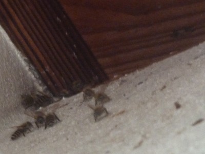 japan 屋根裏に住むミツバチ 7月