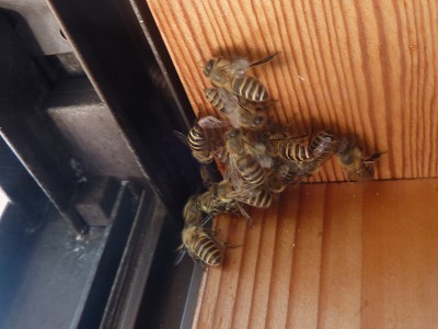 japan 屋根裏に住むミツバチ 7月