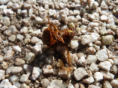 japan 屋根裏に住むミツバチ 9月