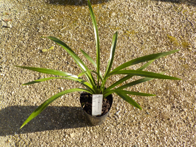 通信販売で買ったキンリョウヘン