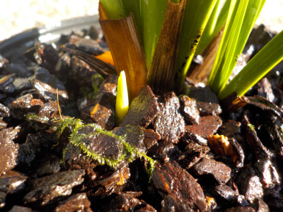 キンリョウヘンのバルブ