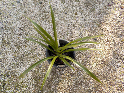 春のキンリョウヘン