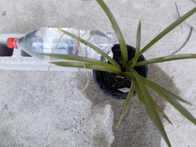 キンリョウヘン給水システモ開発中