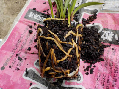 キンリョウヘンの植え替え