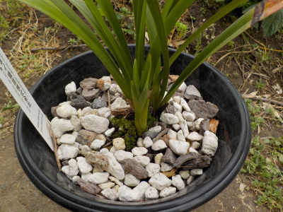 キンリョウヘンと洋ランの培養土