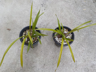 キンリョイウヘンが成長しない