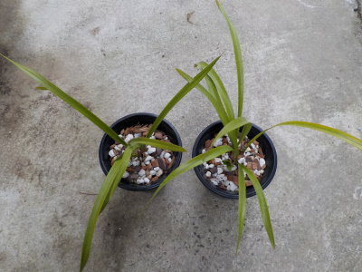 キンリョイウヘンの株分け