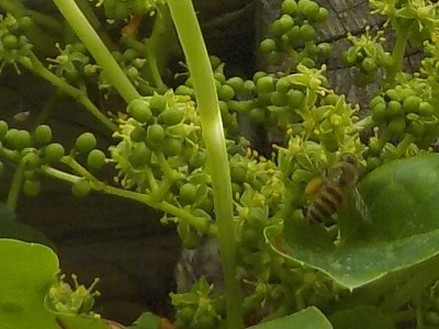 日本ミツバチ集まる花