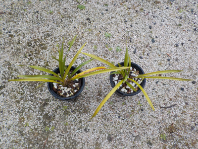 黄色くなった軒下のキンリョウヘン