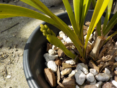 キンリョウヘンの花芽発見