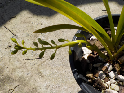 キンリョウヘンの花は脆い