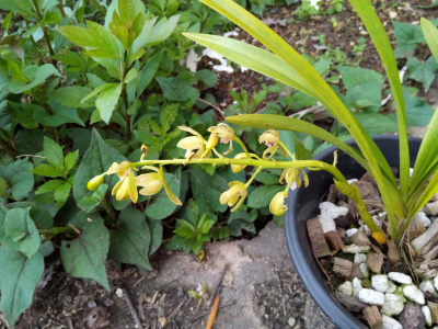 キンリョウヘンの開花状況