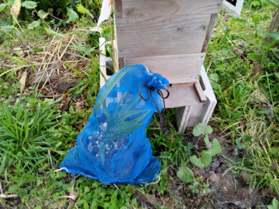 キンリョウヘンの開花状況