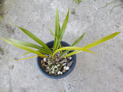 キンリョウヘン開花終了