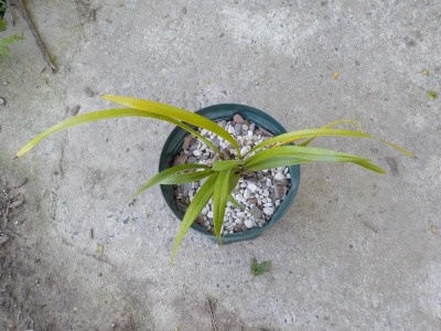 キンリョウヘン植替え