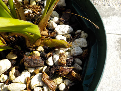 キンリョウヘンの花芽赤