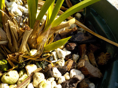 キンリョウヘンの花芽白