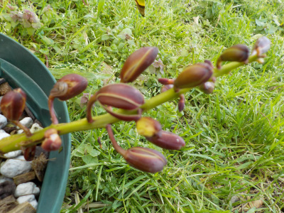 赤いキンリョウヘンが少し咲きました。