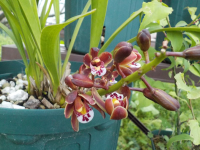 キンリョウヘンが咲いてますけど、ミツバチはいないです。