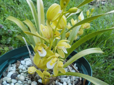 白いキンリョウヘンが開花しました。