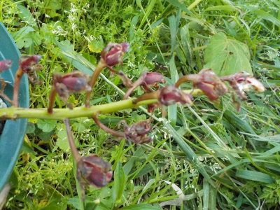 赤いキンリョウヘンの花がシワシワになりました。